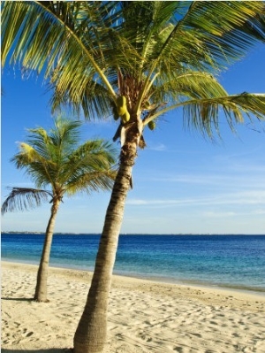 Beach, Bonaire, Netherlands Antilles, West Indies, Caribbean, Central America