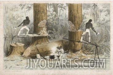 Felling Mahogany in Central America (Or Perhaps Guyana)