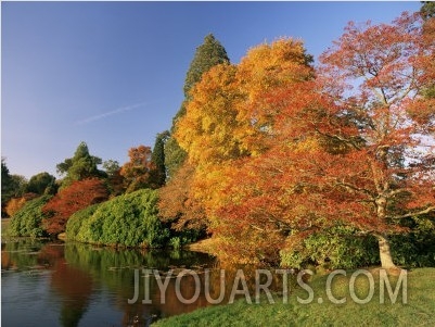 Acer Trees in Autumn, Sheffield Park, Sussex, England, United Kingdom