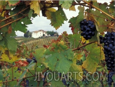 Farmhouse View Through Grapevine, Tuscany, Italy