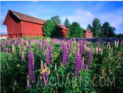 Field of Flowering Lupins and Traditional Red Farm Building, Floda, Dalarna, Sweden