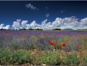 Lavender Field, Provence, France