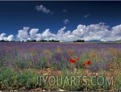 Lavender Field, Provence, France