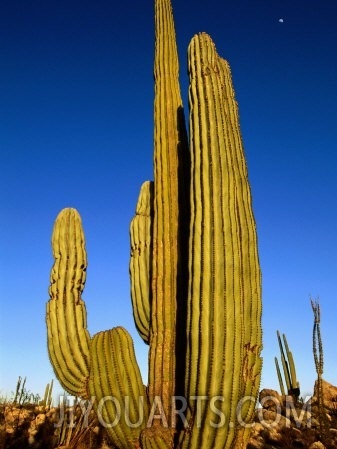 Cardon Cactus, La Paz, Baja California Sur, Mexico