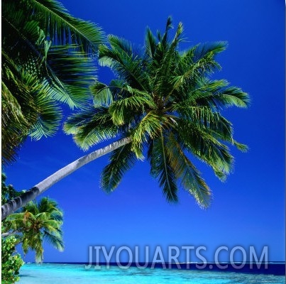 Palm Tree Over Hanging the Beach, Maldives