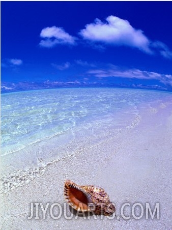 Shell on Beach, Fish Eye, Cook Islands