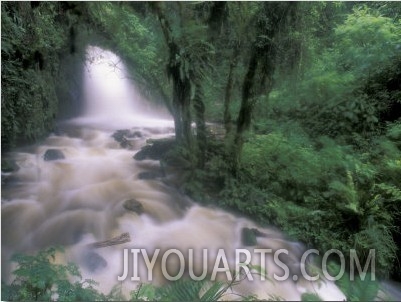 Cascade and Cloud Rainforest, Machu Picchu, Peru