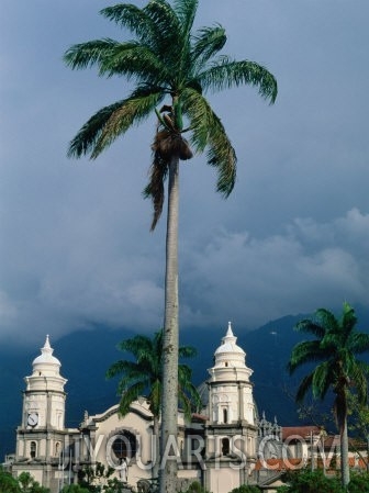 Cathedral of Merida and Palm Tree, Merida, Venezuela