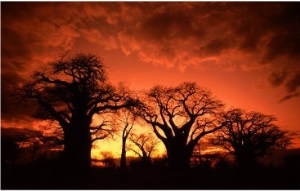 Baines Baobabs, Botswana