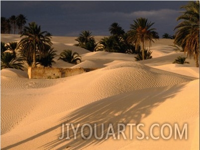 Palm Trees and Sand Dunes, Douz, Tunisia