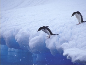 Adelie Penguins Dive from an Iceberg, Antarctica