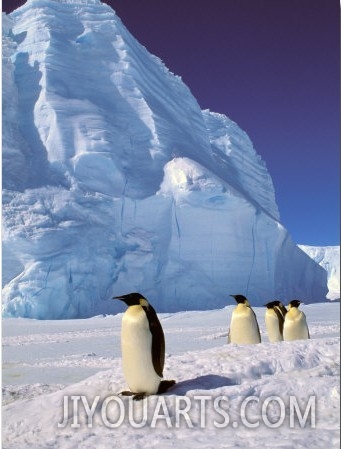 Emperor Penguins, Cape Darnley, Australian Antarctic Territory, Antarctica1