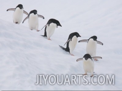 Group of Adelie Penguins at Steep Face of an Iceberg, Antarctic Peninsula