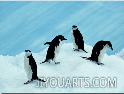 South Orkney Islands, Laurie Island, Chinstrap and Adelie, Antarctica