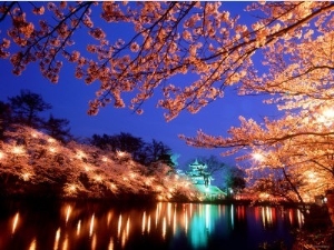 Cherry Blossoms and Takada Castle