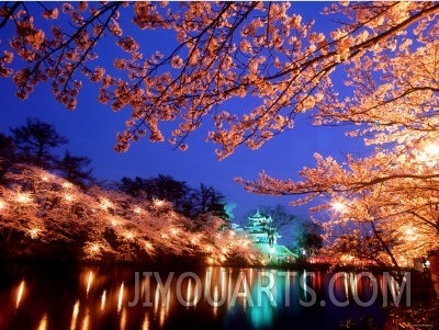 Cherry Blossoms and Takada Castle