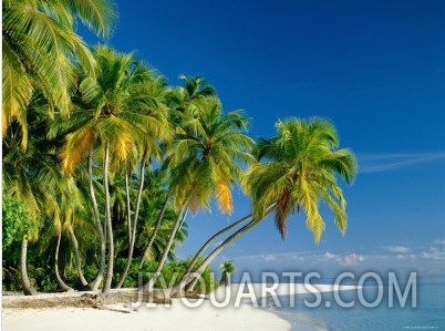 Palm Trees and Tropical Beach, Maldive Islands, Indian Ocean