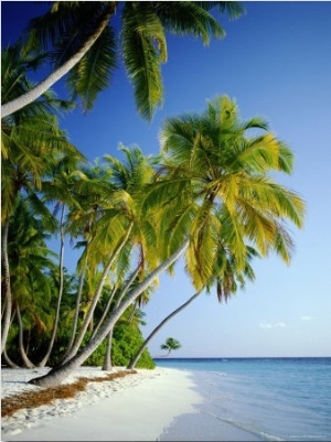 Palm Trees and Tropical Beach, Maldive Islands, Indian Ocean1