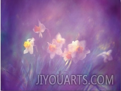 Abstract of Daffodils, Shamper