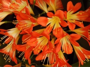 Close View of a Cluster of Flowers, Vancouver, British Columbia, Canada