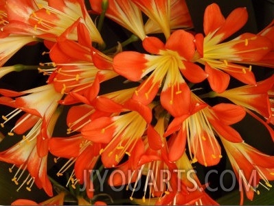 Close View of a Cluster of Flowers, Vancouver, British Columbia, Canada