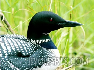 Common Loon on Nest, Quebec, Canada