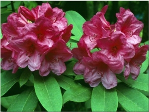 Detail of Azaleas in Bloom, British Columbia, Canada