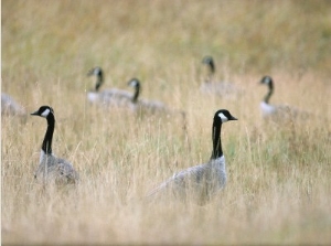 Flock of Canada Geese Stand in Tall, Grassy Field