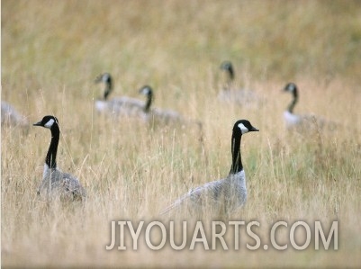 Flock of Canada Geese Stand in Tall, Grassy Field