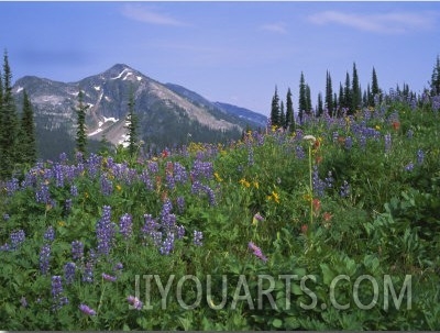 Flower Meadow, Mount Revelstoke National Park, Rocky Mountains, British Columbia (B.C.), Canada