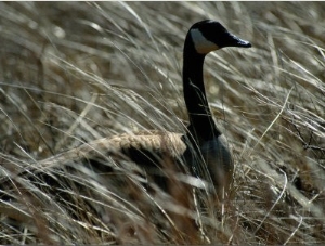 Nesting Canada Goose at Jamaica Bay Wildlife Refuge