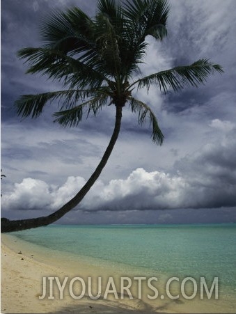 Lone Palm Tree and its Shadow on a South Pacific Beach