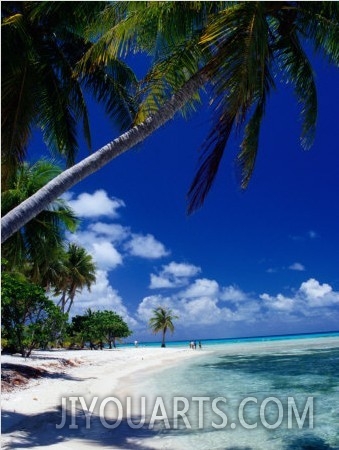 Palm Tree on Beach, French Polynesia