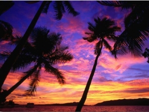 Palm Trees at Sunset, Marovo Lagoon, Solomon Islands