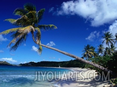 Palm Trees on Galley Beach in Leeward Islands, Antigua & Barbuda