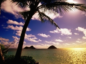 Palm Trees on the Beach at Sunset, Lanikai, U.S.A.