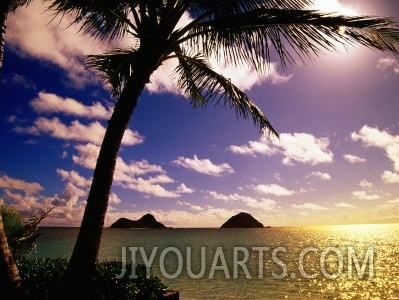 Palm Trees on the Beach at Sunset, Lanikai, U.S.A.