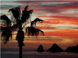 Sunset Palm with Rock Formation, Los Arcos in the Distance, Cabo San Lucas, Baja California, Mexico