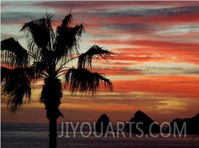 Sunset Palm with Rock Formation, Los Arcos in the Distance, Cabo San Lucas, Baja California, Mexico