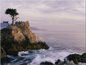 Lone Cypress Tree on a Rocky Point Near Pebble Beach