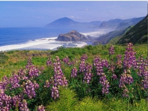 Lupine Flowers and Rugged Coastline along Southern Oregon, USA