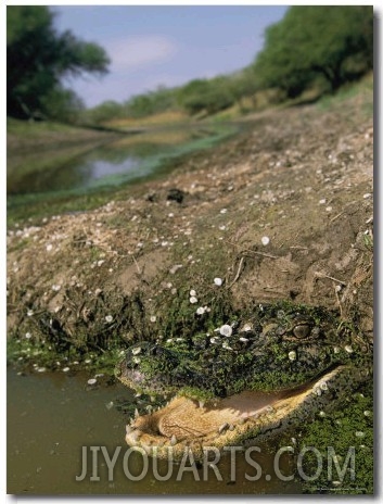 An Open Mouthed American Alligator Blends in with its Surroundings