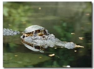A Yellow Bellied Turtle Hitches a Ride on the Head of an Alligator