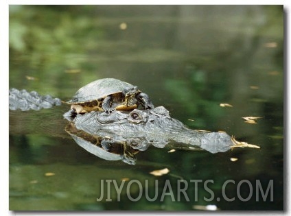 A Yellow Bellied Turtle Hitches a Ride on the Head of an Alligator