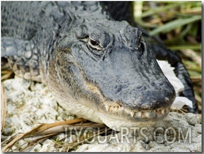 Alligator, Everglades National Park, Florida, USA