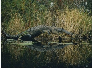 American Alligator Basking Near the Water