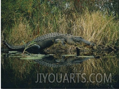 American Alligator Basking Near the Water