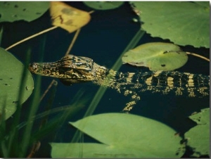 Juvenile American Alligator