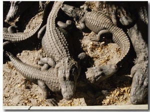 American Alligators Vying for Position in the Warm Sun