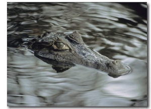 A Spectacled Caiman Swims Through a Stream in Venezuela